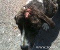 Αγρίνιο: Σκότωσαν τη σκυλίτσα πυροβολώντας την με αεροβόλο
